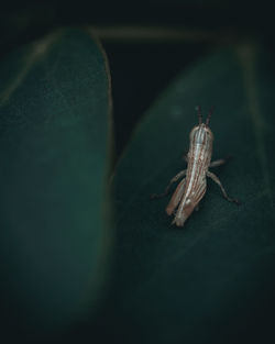 Close-up of grasshopper