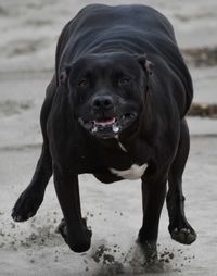 Portrait of dog on beach