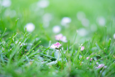 Close-up of flowering plant on field