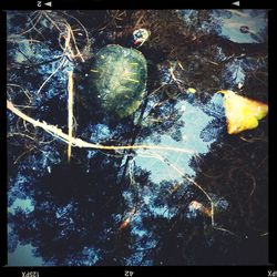 Reflection of trees in water