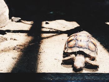 Close-up of tortoise on sand