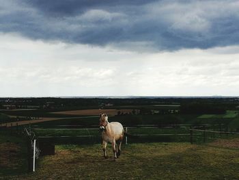 Cows grazing on field against sky