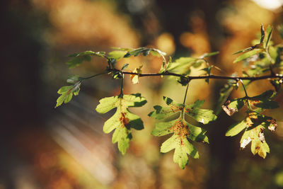 Close-up of fresh leaves on plant