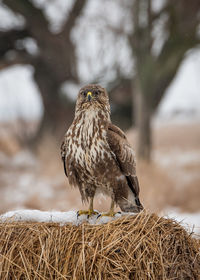 Bird perching on hay bale