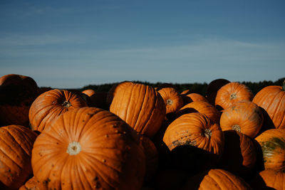 Close-up of pumpkins on field against sky