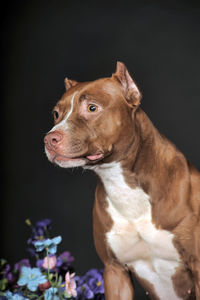 Close-up of dog looking away against black background