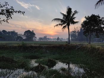 Scenic view of palm trees on field against sky at sunset