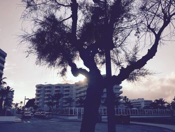 Silhouette trees by road against sky in city