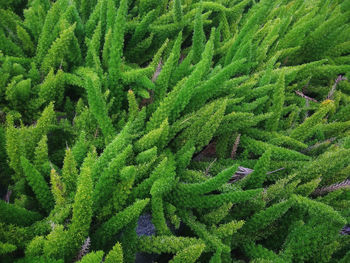 Full frame shot of plants growing on field