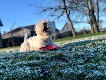 Close-up of dog sitting on grass an barking