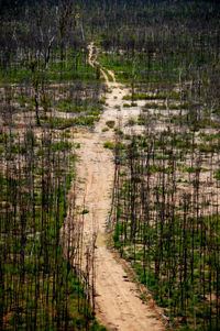 View of sheep on road in forest