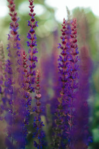 Close-up of purple flowering plants