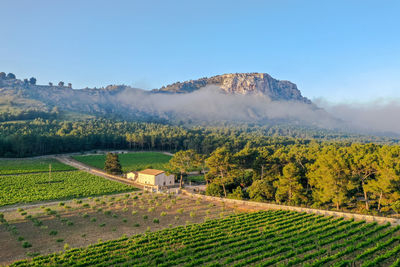 Scenic view of agricultural field against sky