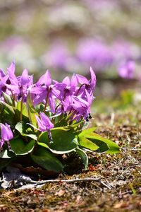 Close-up of purple crocus flowers