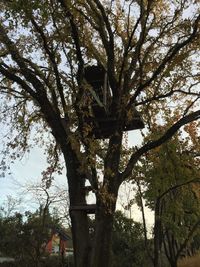 Low angle view of tree