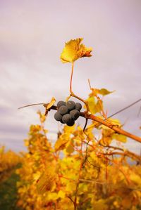 Low angle view of fruits growing on plant against sky