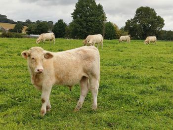 Sheep in a field