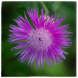 Close-up of purple flower blooming outdoors