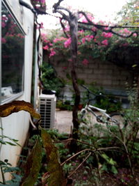 Flower trees against built structure