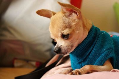 Chihuahua relaxing on bed at home