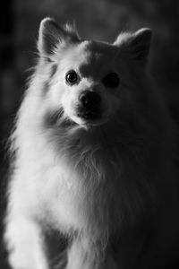 Close-up portrait of cute dog