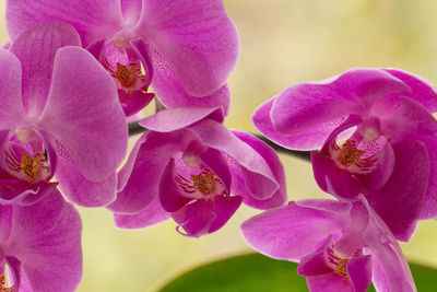 Close-up of pink flowers