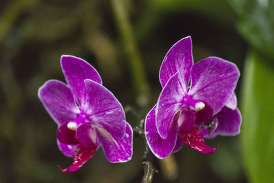 Close-up of purple flowers blooming outdoors