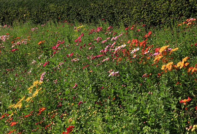 High angle view of red flowering plant on field