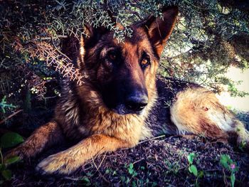 Dog lying on the ground