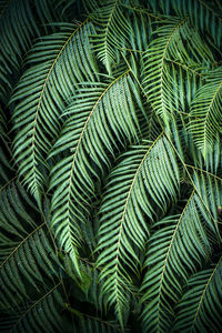 Full frame shot of palm tree leaves