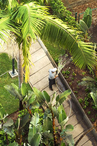 High angle view of coconut palm tree