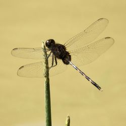 dragonflies and damseflies