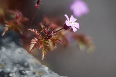 Close-up of pink flowering plant