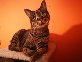 Close-up portrait of tabby cat