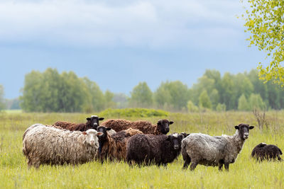 Sheep in a field