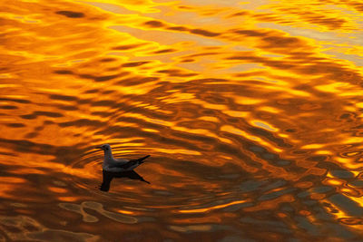 High angle view of bird flying over lake during sunset
