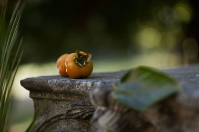 Close-up of fruits on tree