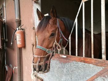 Close-up of horse standing outdoors