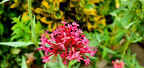 Close-up of pink flowering plant