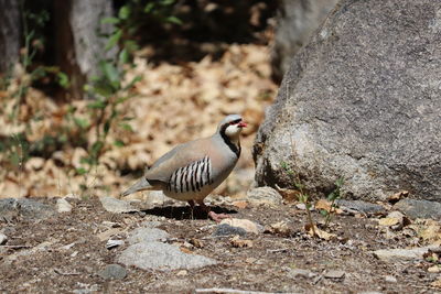 Close-up of bird perching on rock