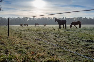 Horses grazing in field