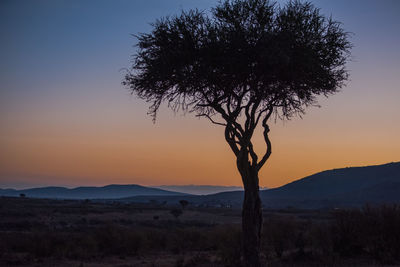 Tree by sea against sky during sunset