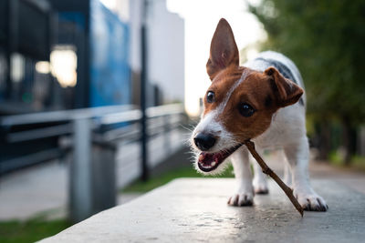 Close-up of dog looking away