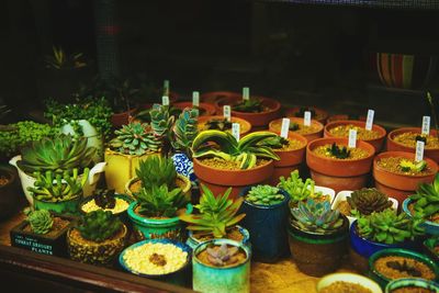 Potted plants for sale at market