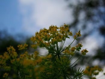 Close-up of yellow flowering plant