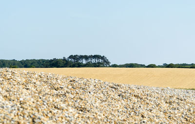 Scenic view of field against clear sky