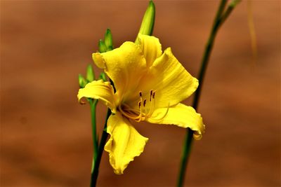 Close-up of yellow flower