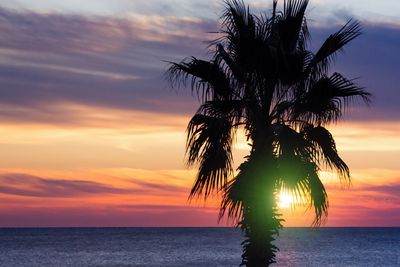 Silhouette palm tree by sea against sky during sunset
