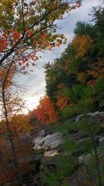 Scenic view of trees against sky during autumn