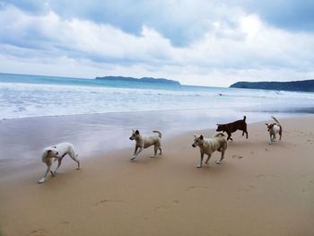 Flock of sheep on beach